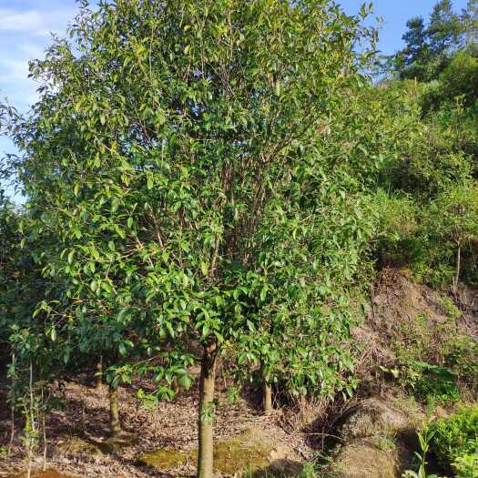 四季桂大树庭院绿化用四季开花月月桂室外地栽园林工程桂花树苗木