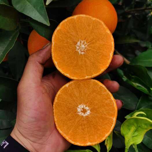 荣县四川爱媛果冻橙，自然成熟的露天果，大量上市啦，货量充足。