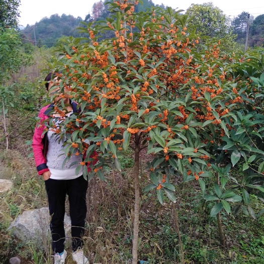 咸宁丹桂桂花树大树庭院花卉城市绿化工程四季常青苗木地栽朱砂桂大型