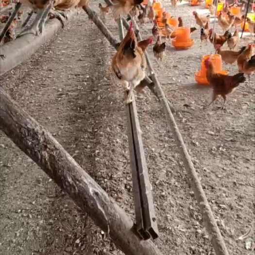 沭阳县散养小公鸡草鸡批发出售  170天小公鸡