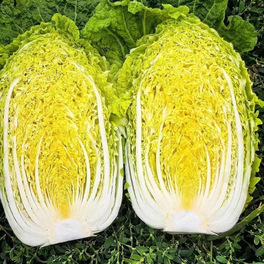 黄心大白菜新鲜上市 山东临沂兰陵县现采直发蔬菜葉菜类