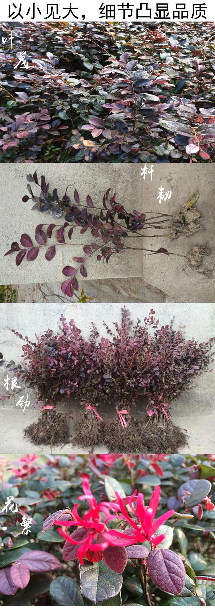 黑珍珠红继木  红花继木树苗庭院园林绿化工程红继木小苗盆栽红