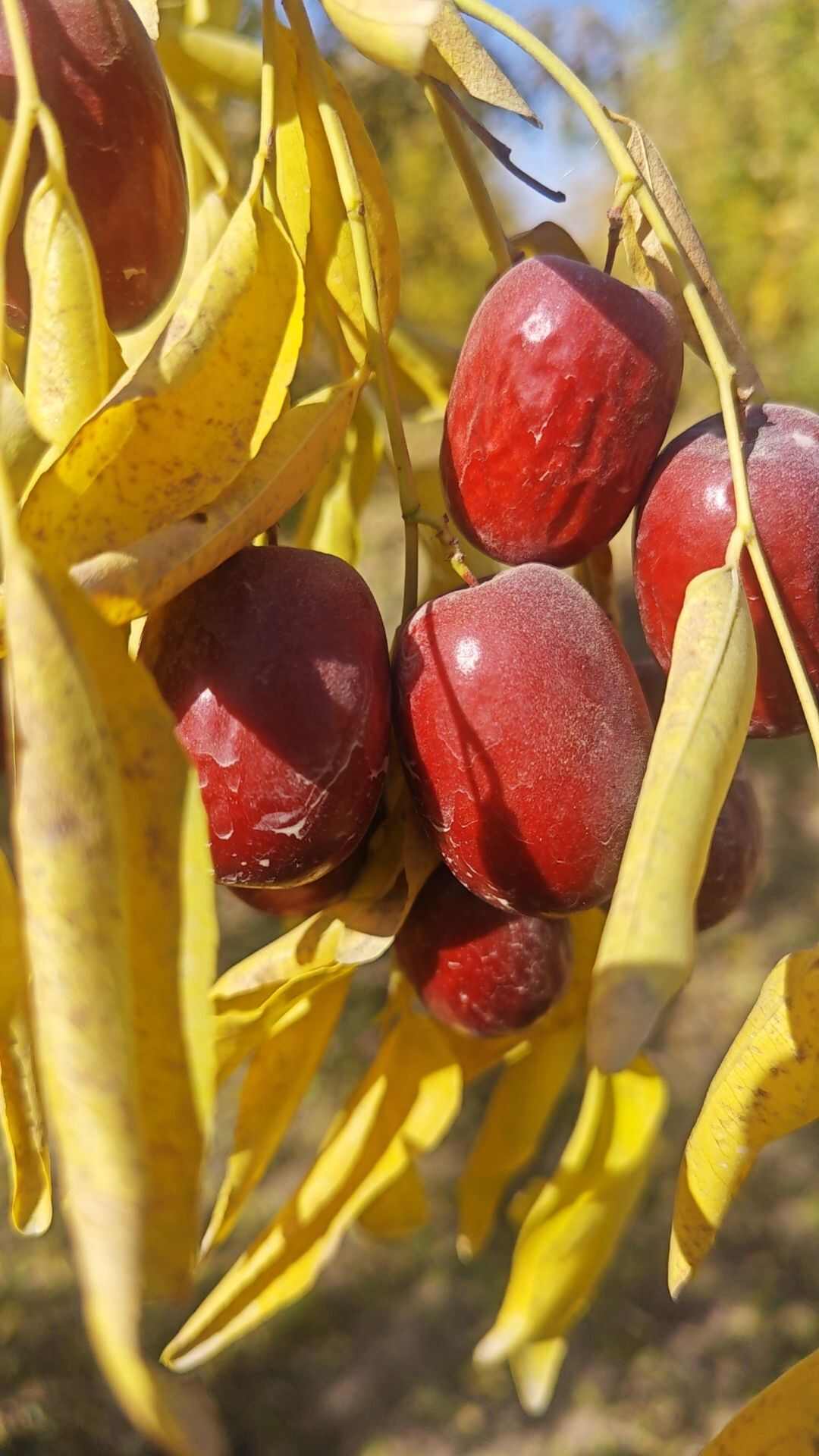 新疆2024年阿克苏小户种植自然吊干灰枣