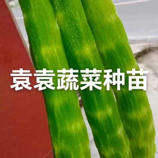 眉山二青香莴笋苗