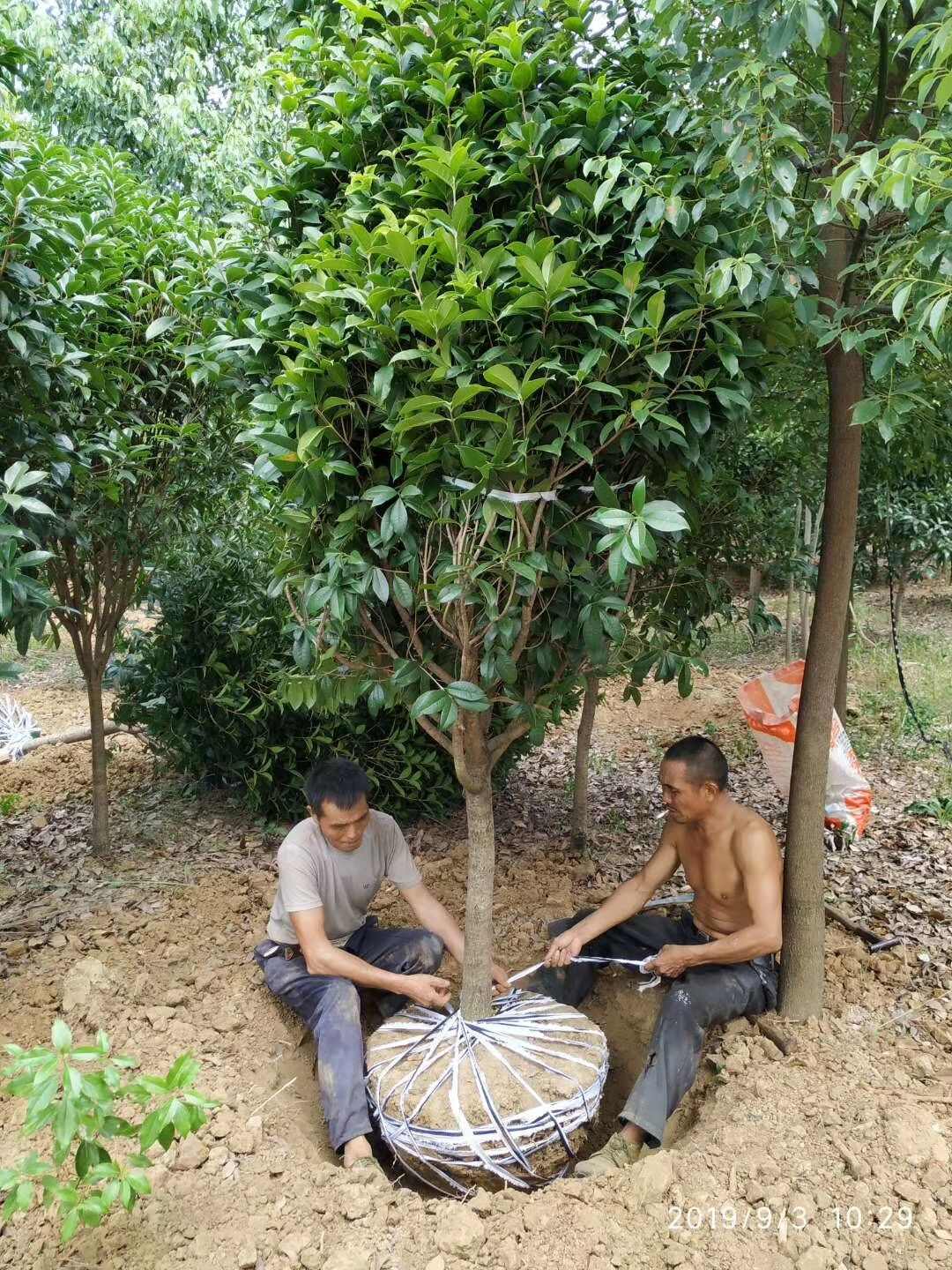 波叶金桂  速生金桂大树庭院绿化工程风景树浓香型四季常青室外