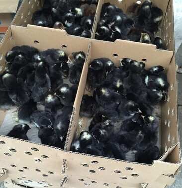 开远市芦花鸡苗 【诚信商家】买1000送200 货到付款