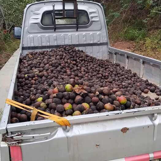 渠县油桐籽