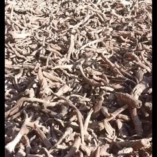 洱源县云木香产量多质量好