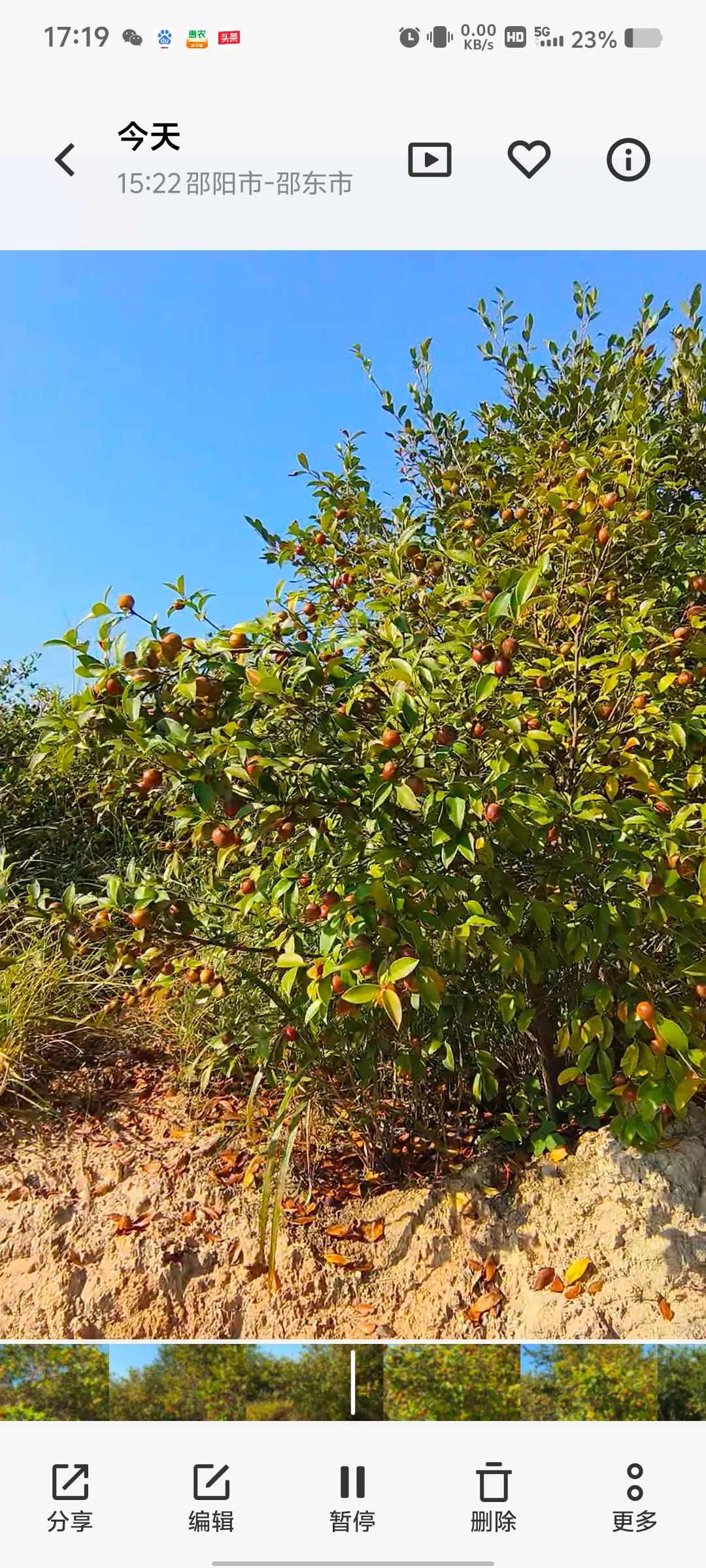 优质湖南邵东油茶籽 新鲜发货 10kg装