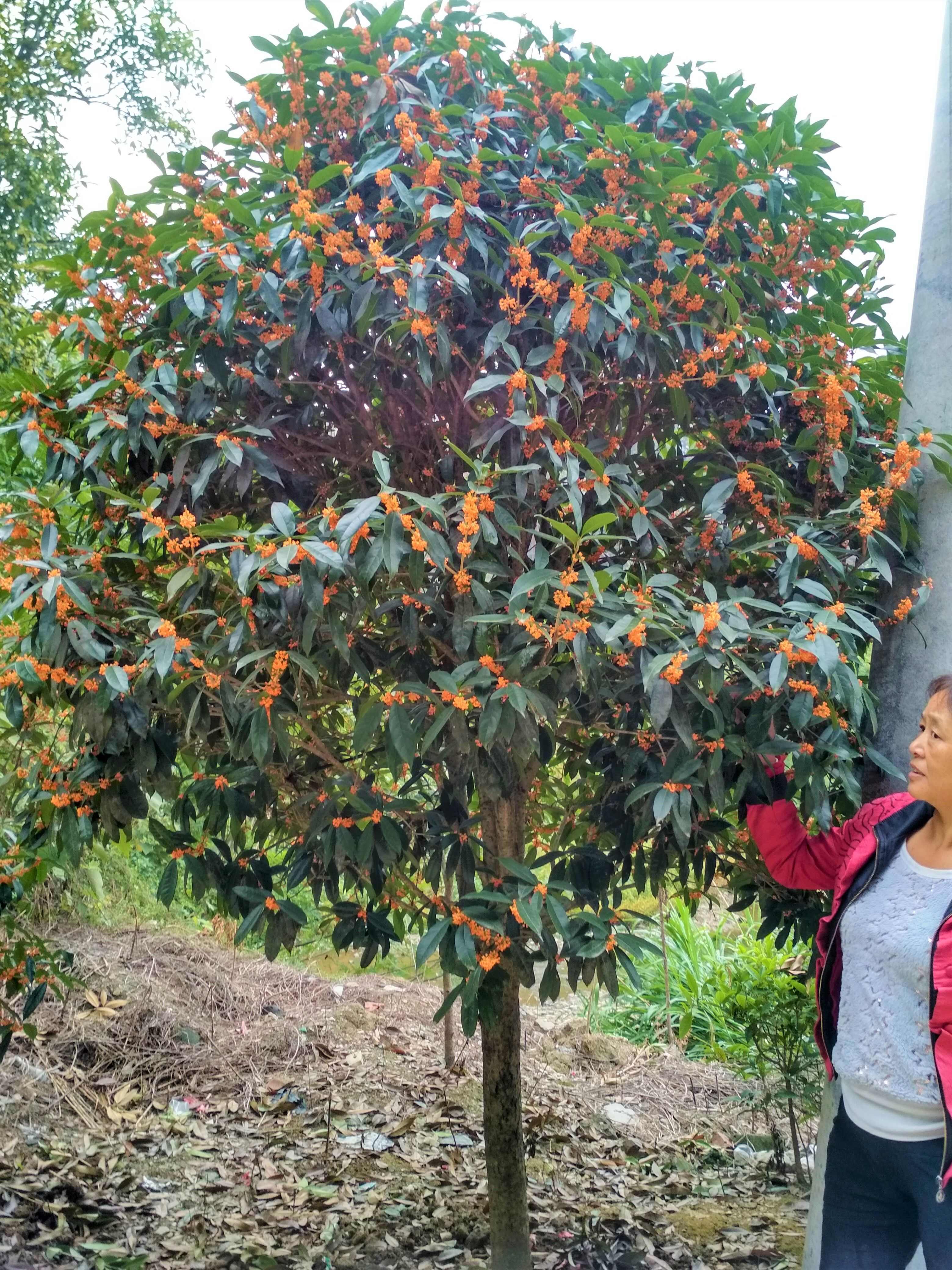 丹桂桂花树庭院开红色花浓香型绿化工程原生大树苗木地栽园林常青