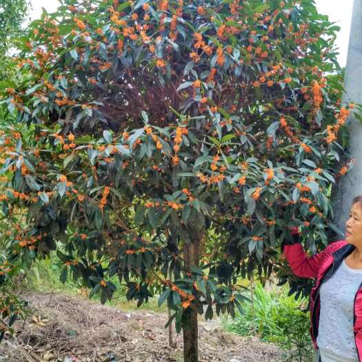 丹桂桂花树庭院开红色花浓香型绿化工程原生大树苗木地栽园林常青
