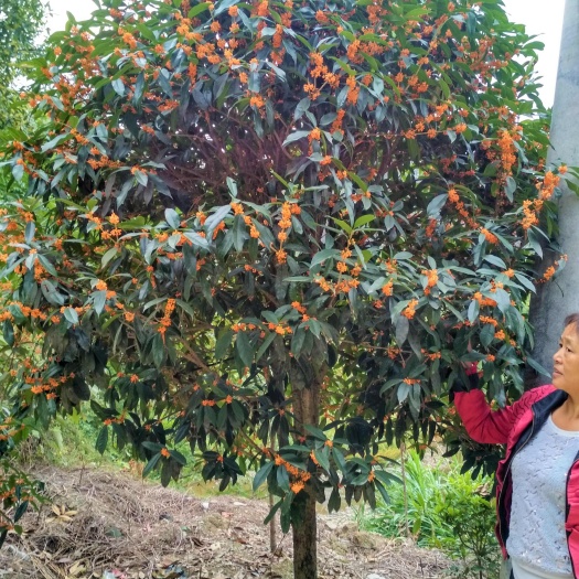 咸宁丹桂桂花树庭院开红色花浓香型绿化工程原生大树苗木地栽园林常青