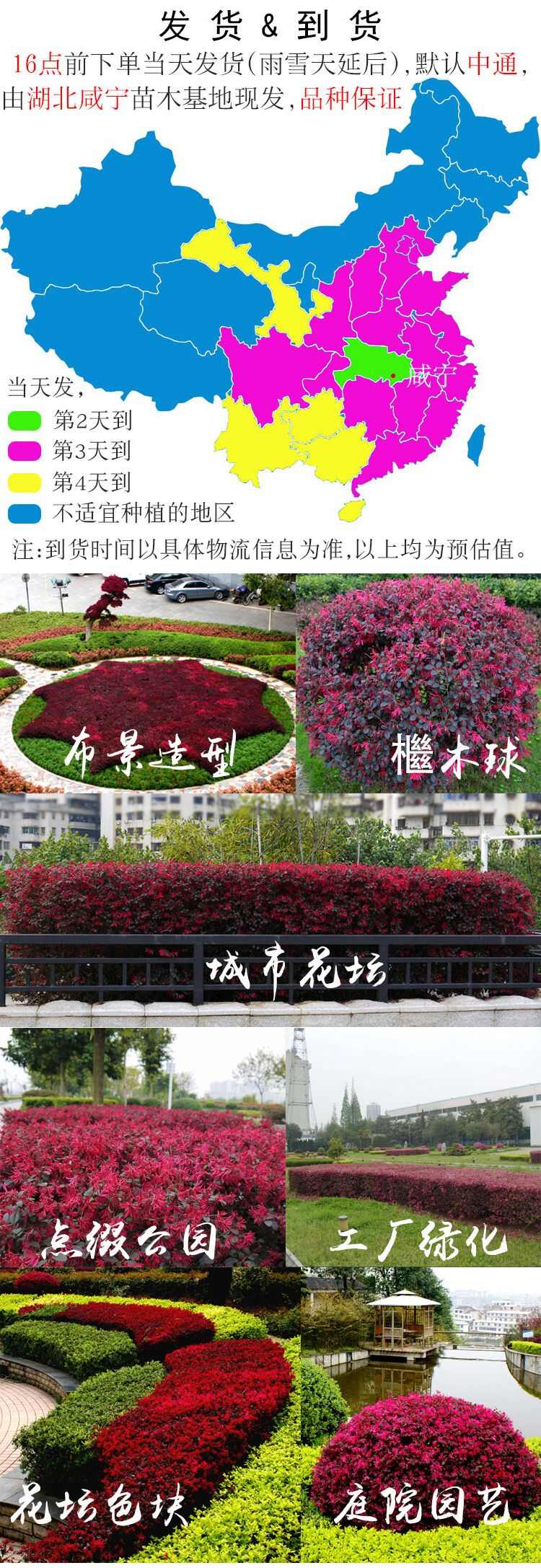黑珍珠红继木  红花继木树苗庭院园林绿化工程红继木小苗盆栽红