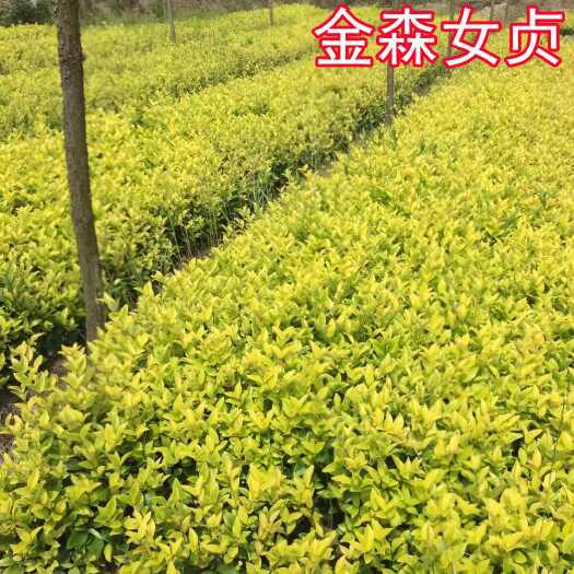 咸宁庭院金森女贞小苗四季常青花园绿化工程树苗学校绿篱植物花坛造型