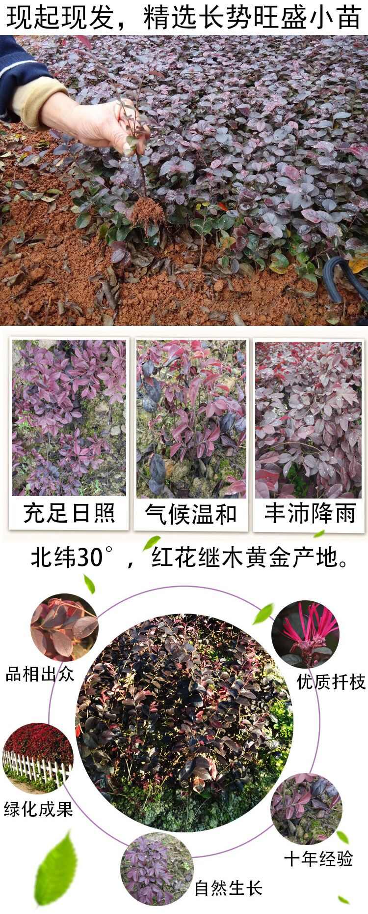 黑珍珠红继木  红花继木树苗庭院园林绿化工程红继木小苗盆栽红