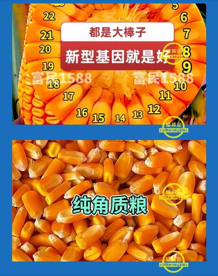 双国审大棒王吨粮高产玉米种子新品种懒汉玉米南北通种正品种子
