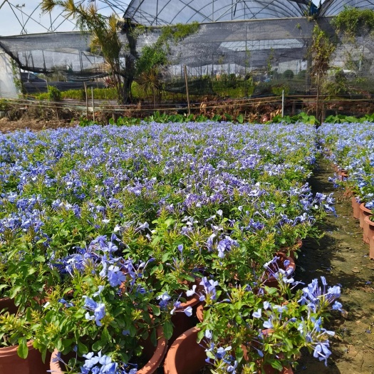 东莞市蓝雪花