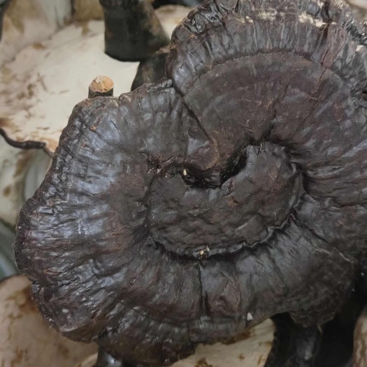 和平县黑灵芝白底大个灵芝，黑灵芝整枝可切片