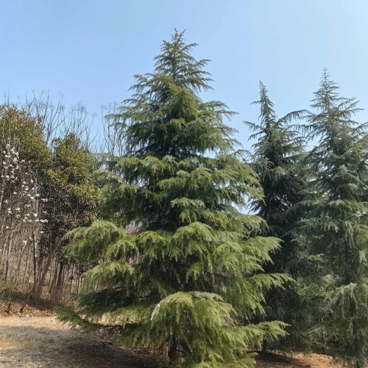 南京雪松基地8米，冠幅4米雪松价格，15公分