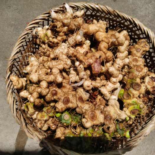 融水县姜形黄精
