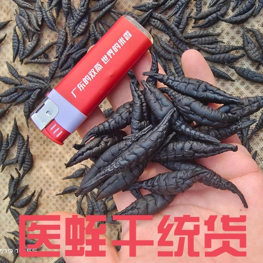 开平市医蛭.吸血水蛭.日本医蛭.医用水蛭蚂蟥.小蚂蟥