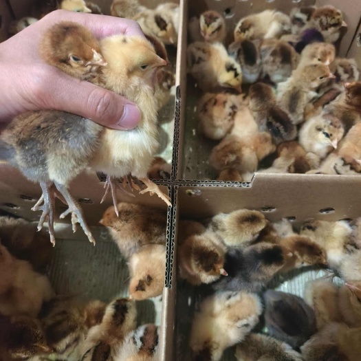 昆明红瑶土鸡苗