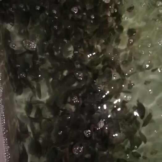 金虎  珍珠石斑鱼苗