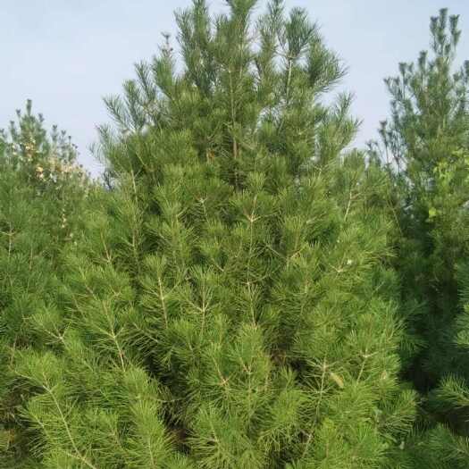 稷山县农户自种白皮松