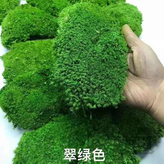 常州采⽩发苔藓基地批发