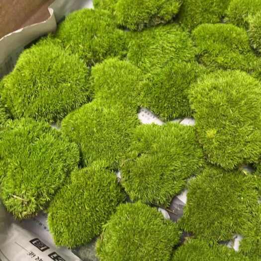 常州永生狭叶白发藓，现在有货，欢迎下单！