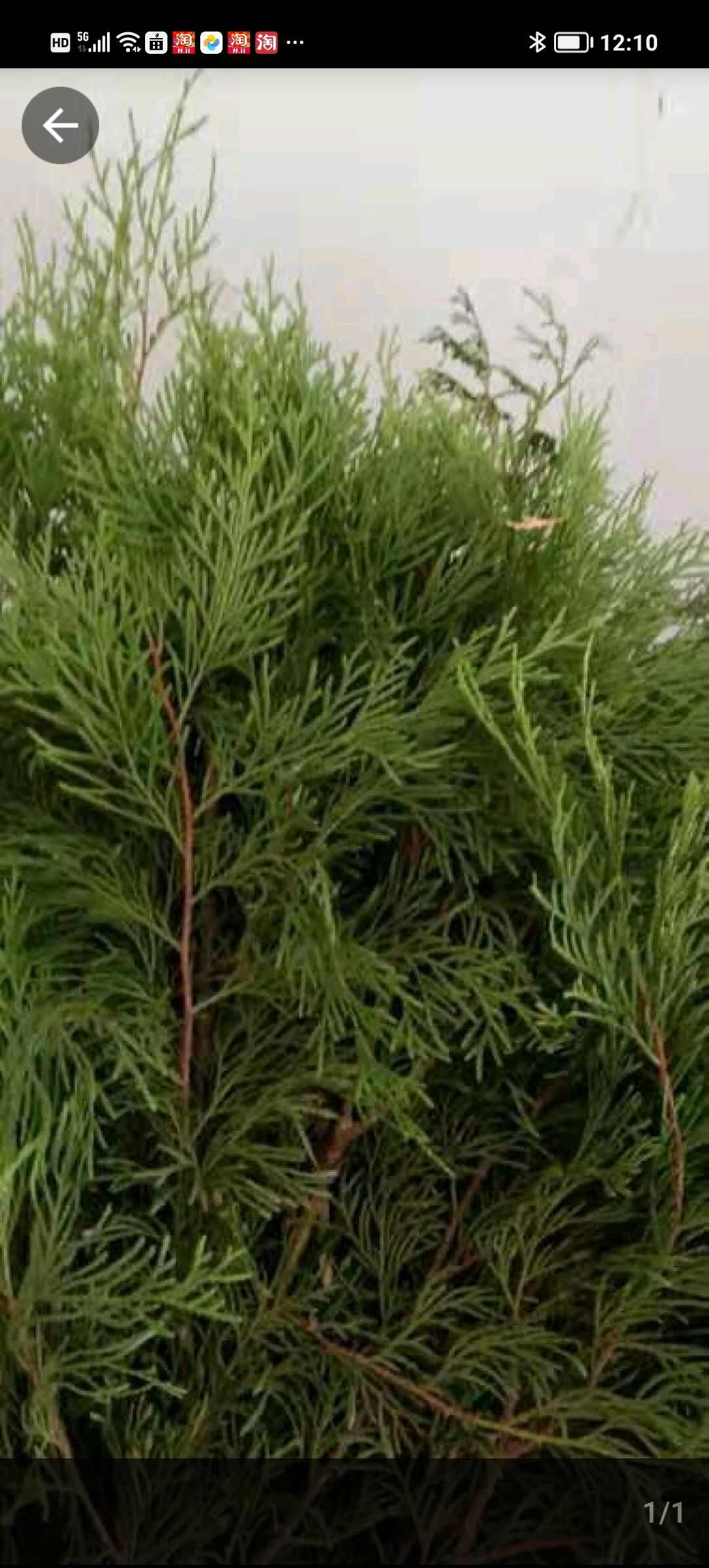 侧柏叶湖南省怀化雪峰山高山特产