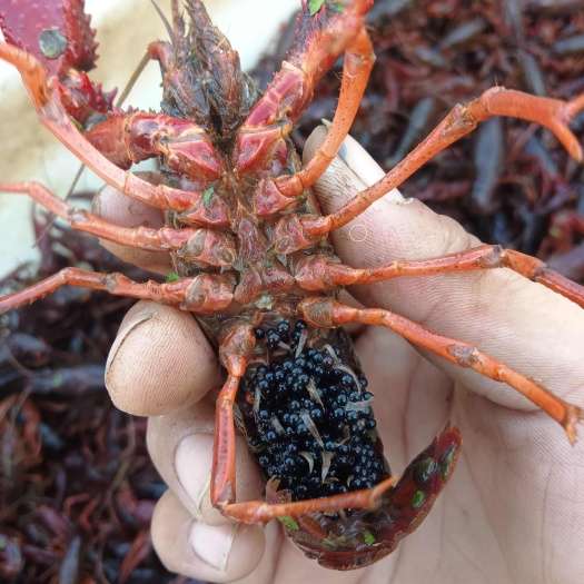 孢子种虾
