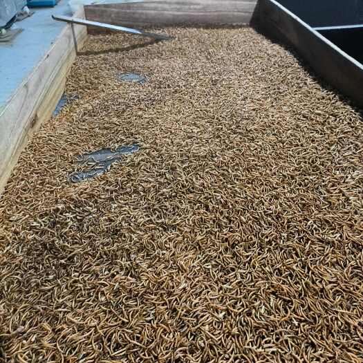 菏泽大量出售黄粉虫干虫、湿虫