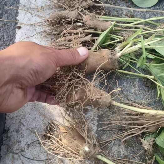 亳州白术种芽