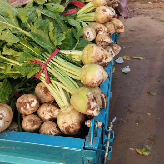 芥菜产地大量供货。供应全国各大加工厂。货源充足，价格美丽。