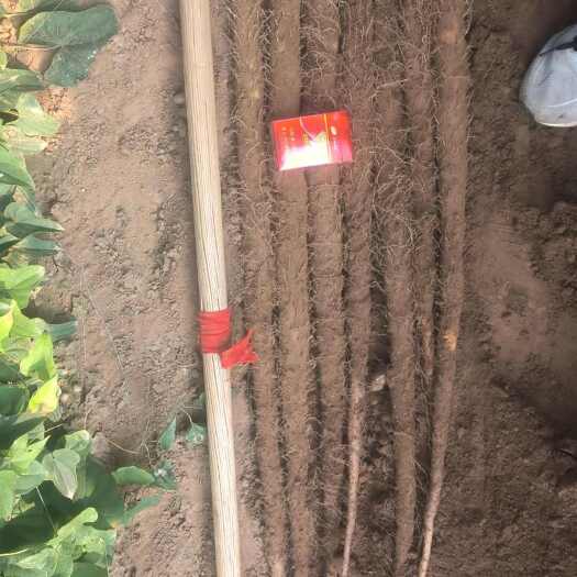 临漳县客户着急用钱，低价出售铁棍山药，