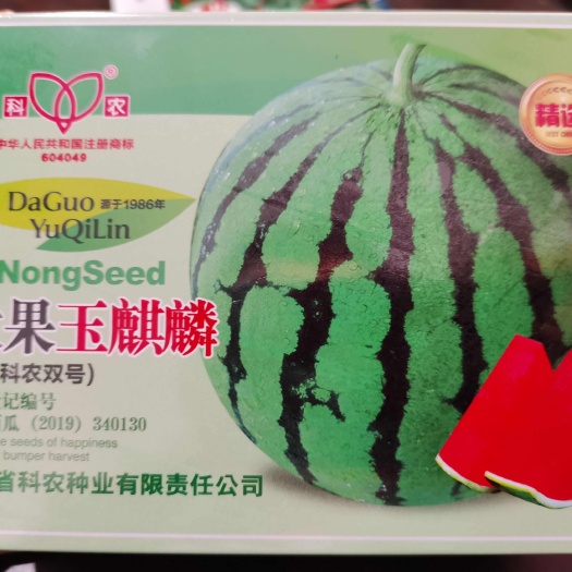 南阳大果玉麒麟（原：科农双号）