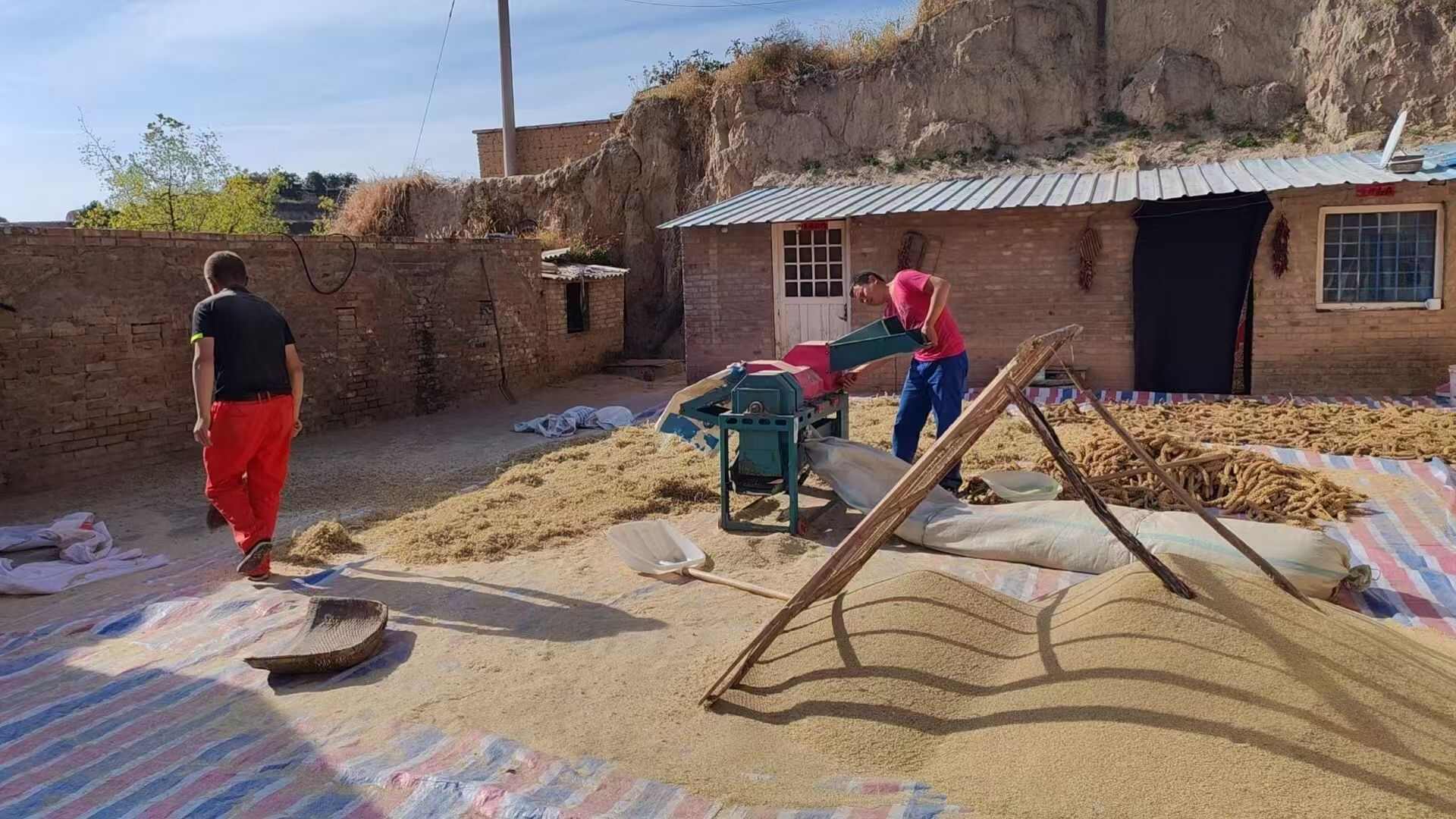 【电商合作】陕北米脂黄小米优质羊粪培育新米农家小黄米粥现碾