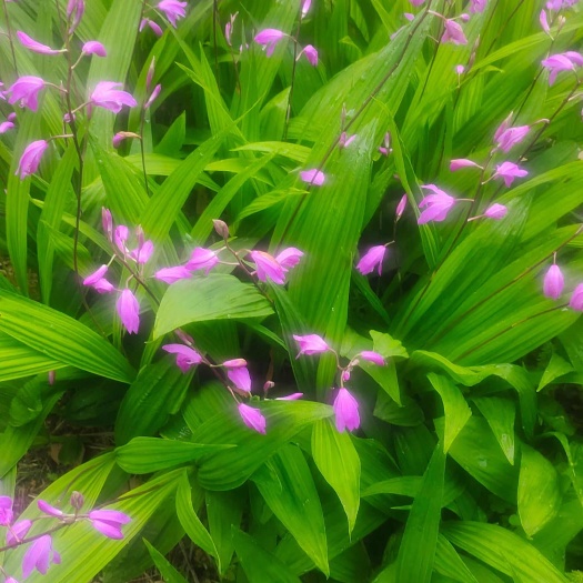 旬阳市白及鲜货芽头块茎紫花三叉白芨块茎芽头现挖