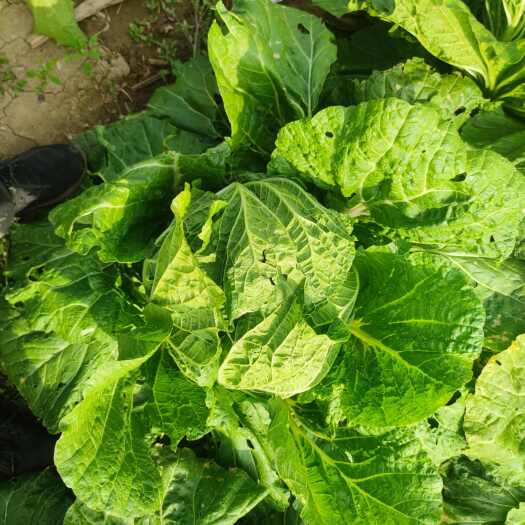定襄县黄心白菜大量上市。质量好。