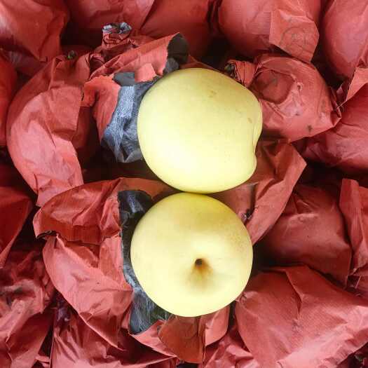 大荔县陕西贡梨批发，陕西酥梨批发，陕西砀山酥梨价格
