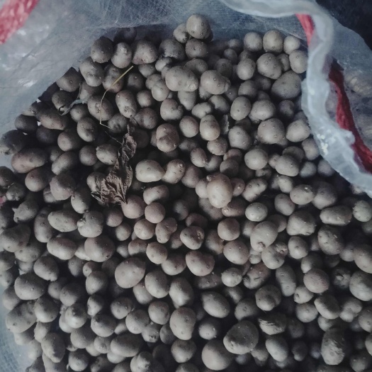 山药豆大量上市有需要的联系我