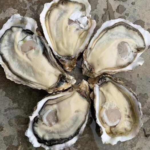 阳西县山东大连货
