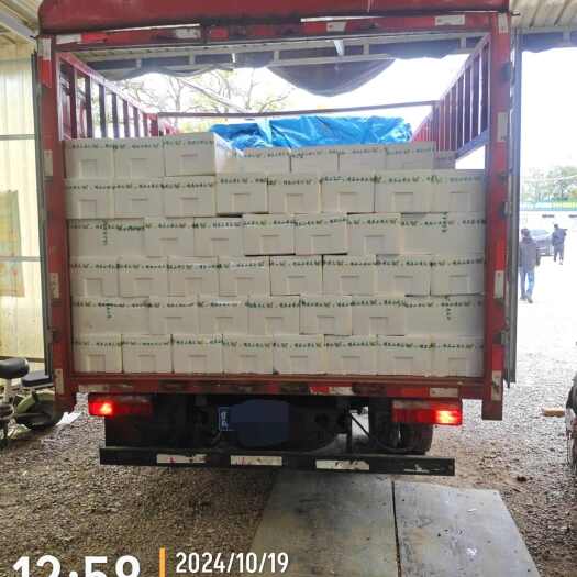 寿光市水果小黄瓜产地 货源充足 各种质量都有 一手货源
