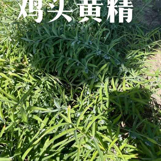 商洛鸡头黄精 干品 中药材 滋补佳品 陕西商洛直销