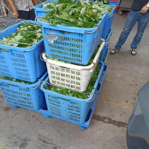 三亚蚯蚓肥红薯叶