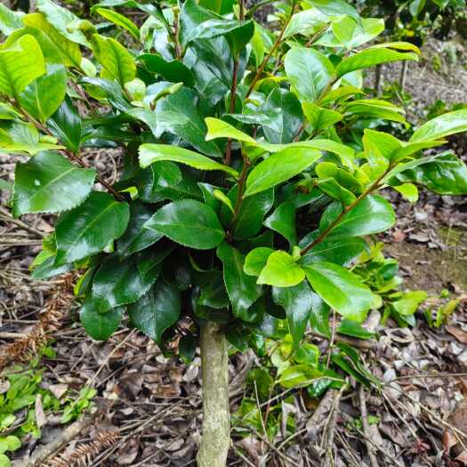 盐津县嫁接茶花（盆栽）