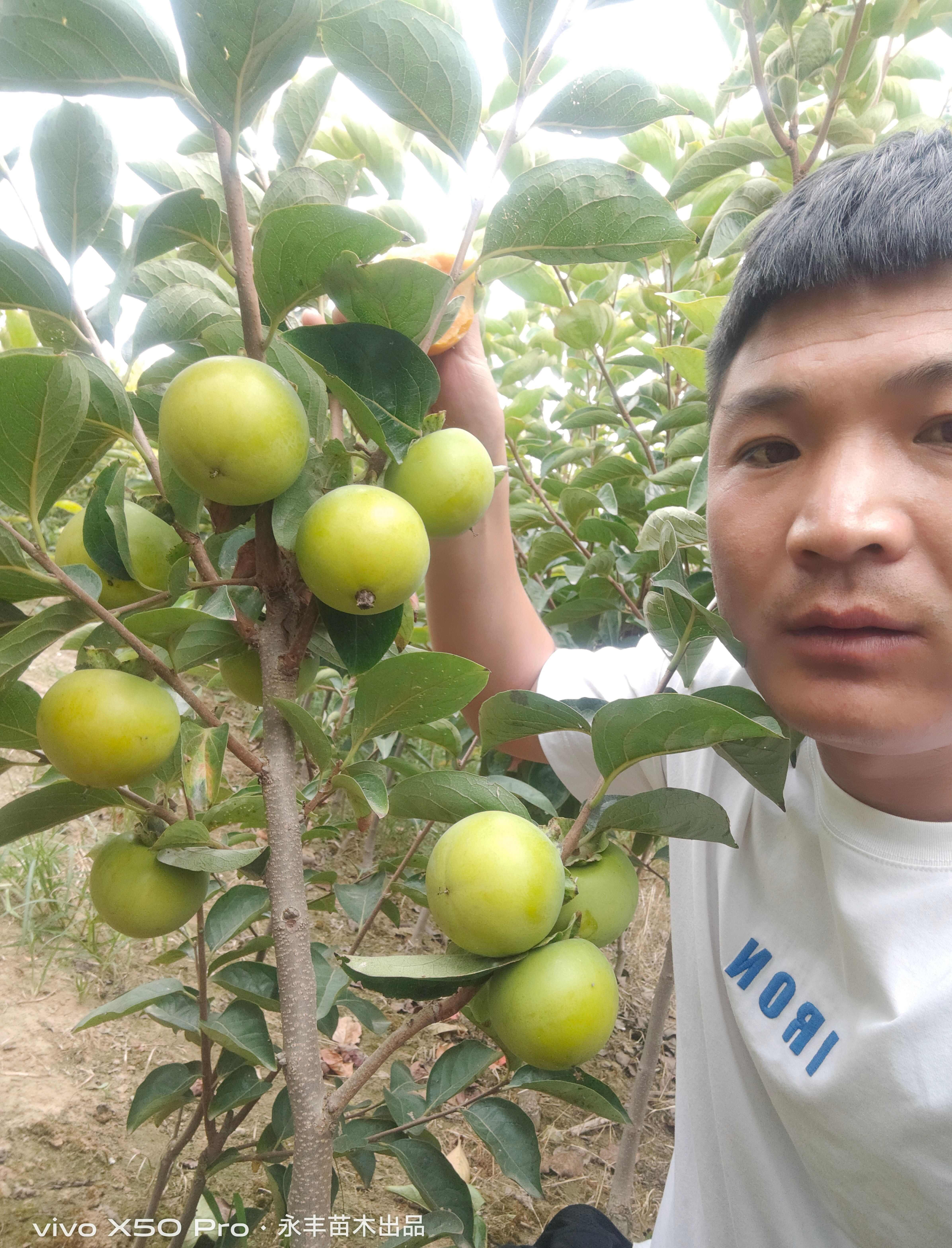 太丰甜柿，果型端正，肉质细腻，根系发达，基地现挖直发死亡补发