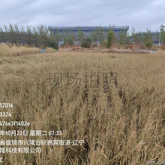 盘锦稻谷