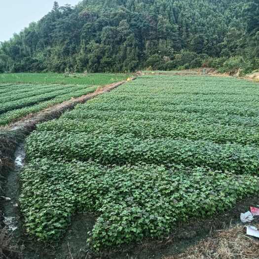 清流县枫香树